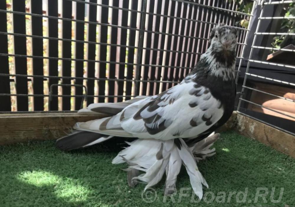 Продам голубей. Краснодарский край, Тимашевск