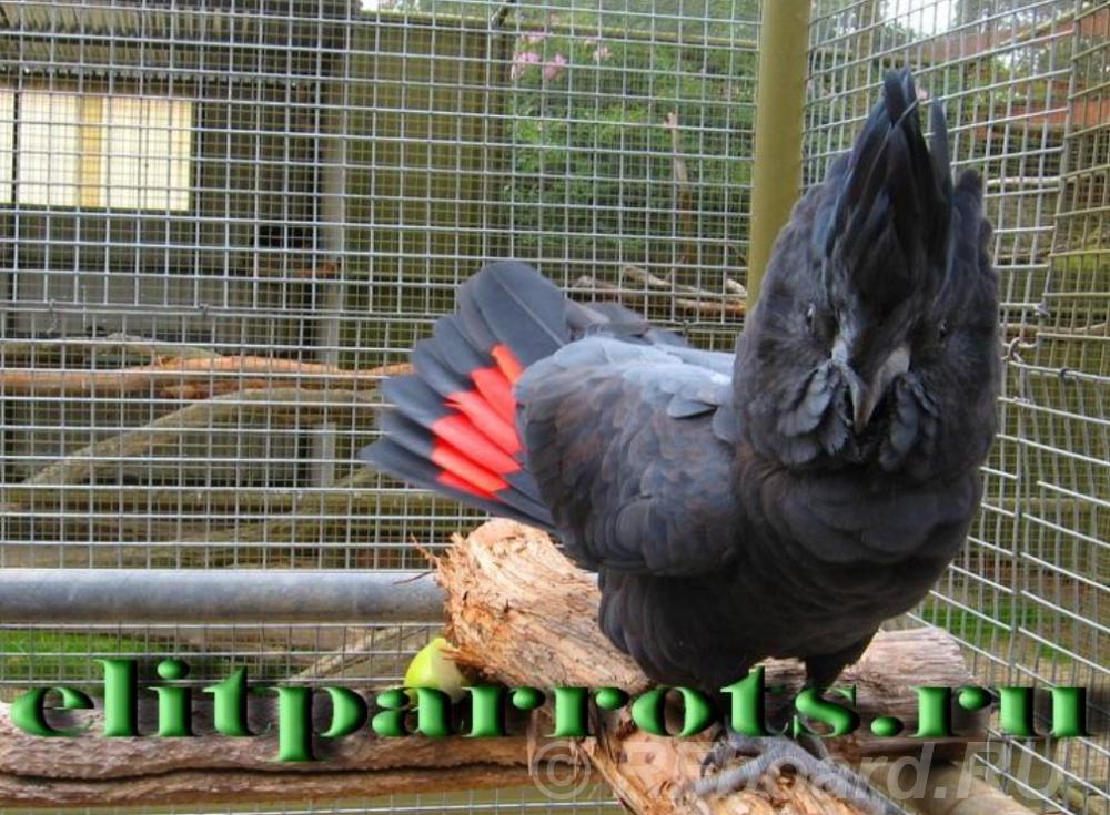 Краснохвостый какаду Calyptorhynchus magnificus птенцы.  Москва
